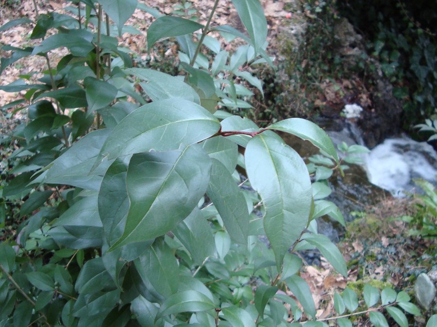 Ligustrum lucidum, ovvero esordio di un''invasione biologica